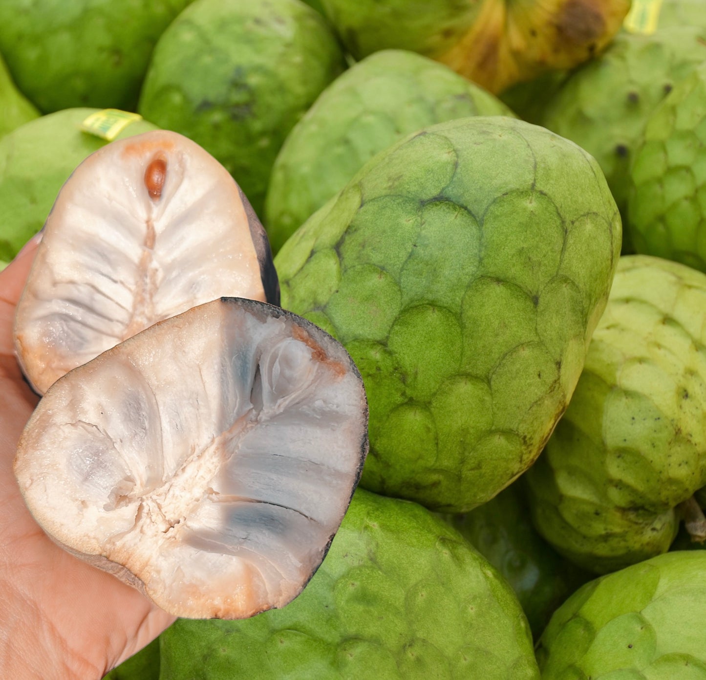 Cherimoya