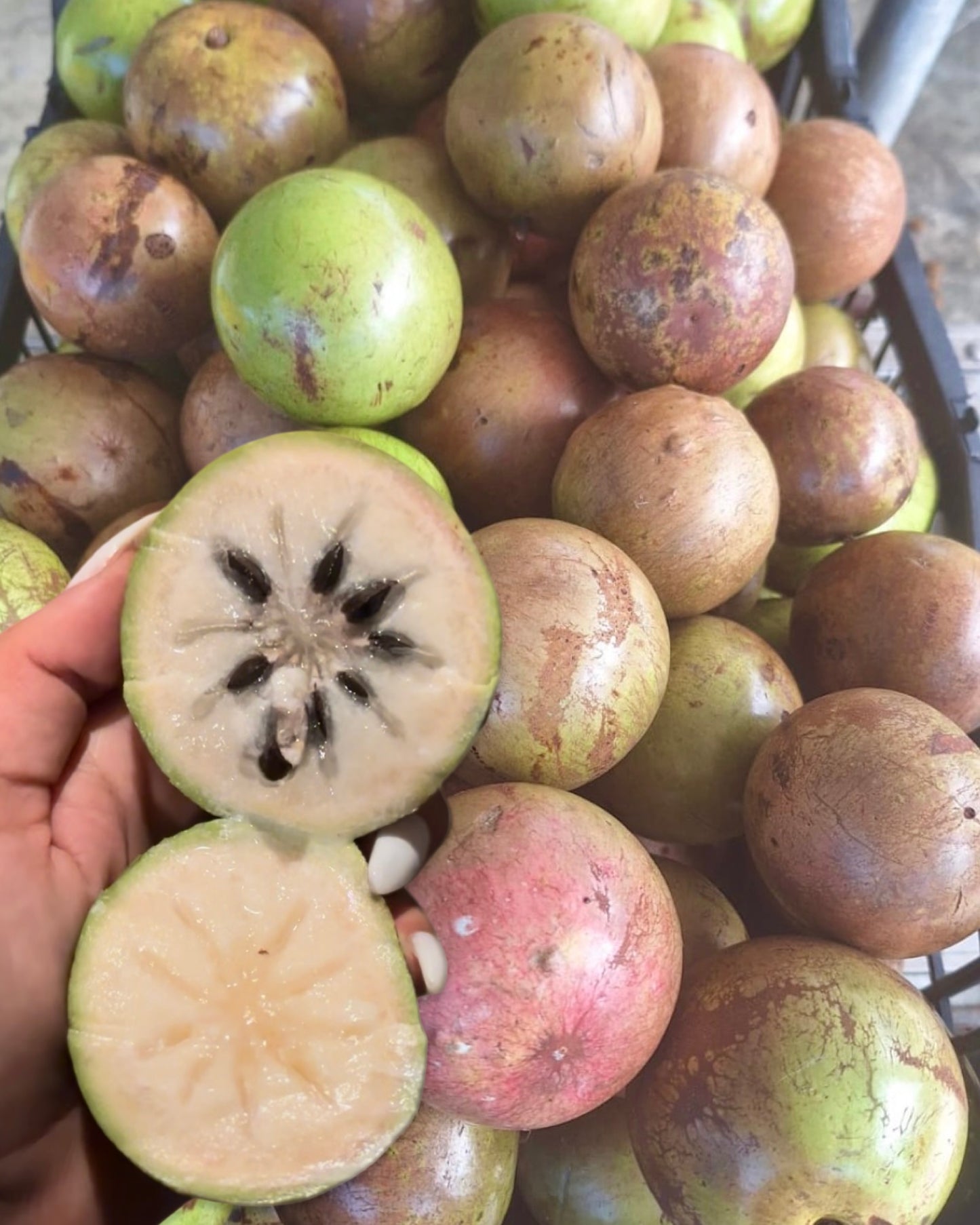 Green Star Apple Caimito