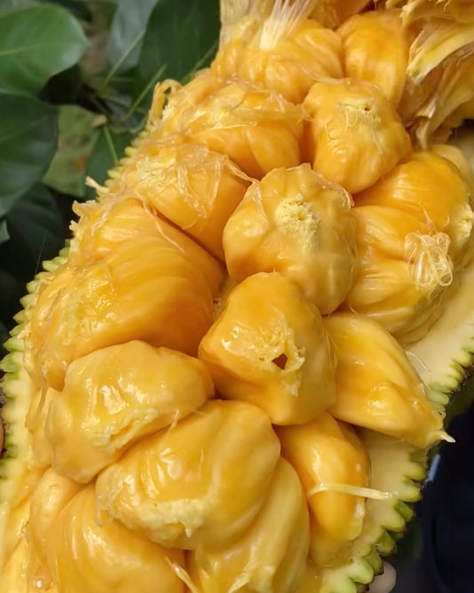 Jackfruit