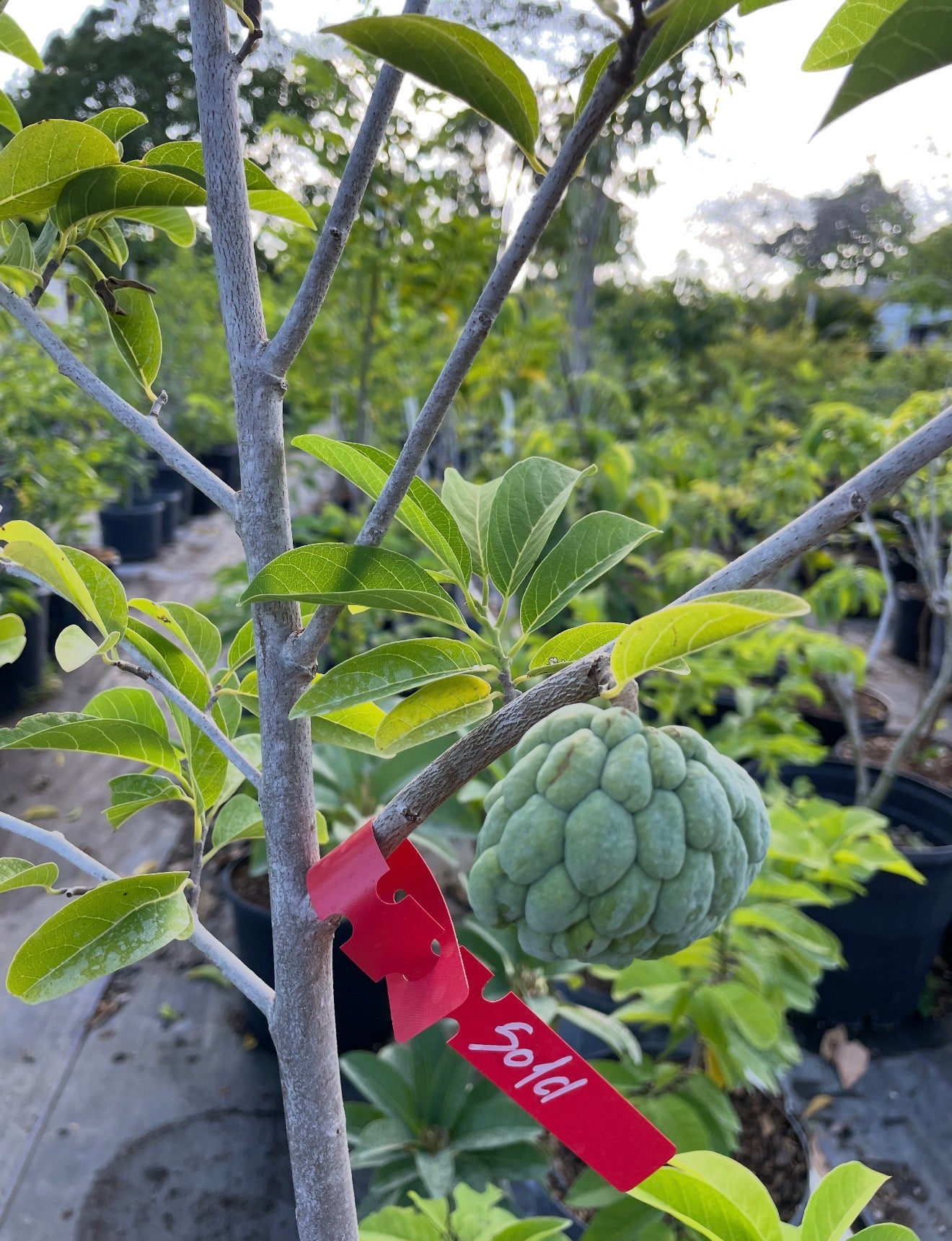 Sugar Apple Tree 15 Gallon