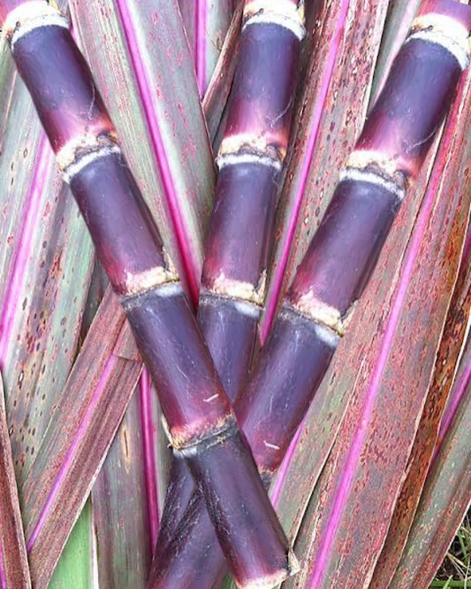 Sugar Canes