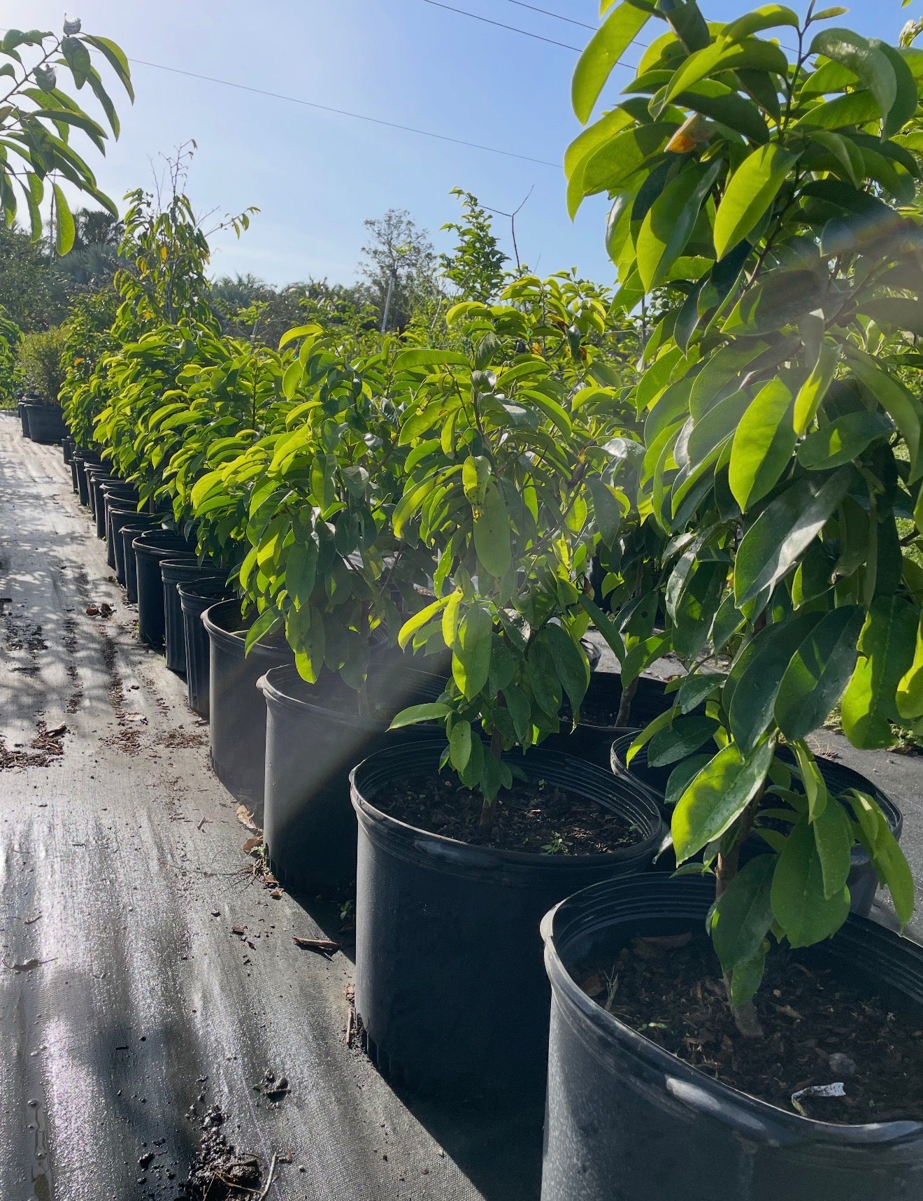 Soursop Trees 15 gallon