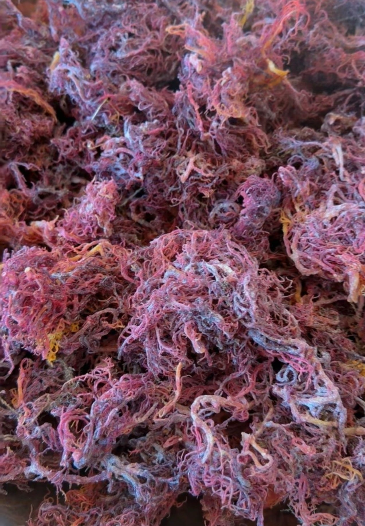 St Lucia Purple Seamoss