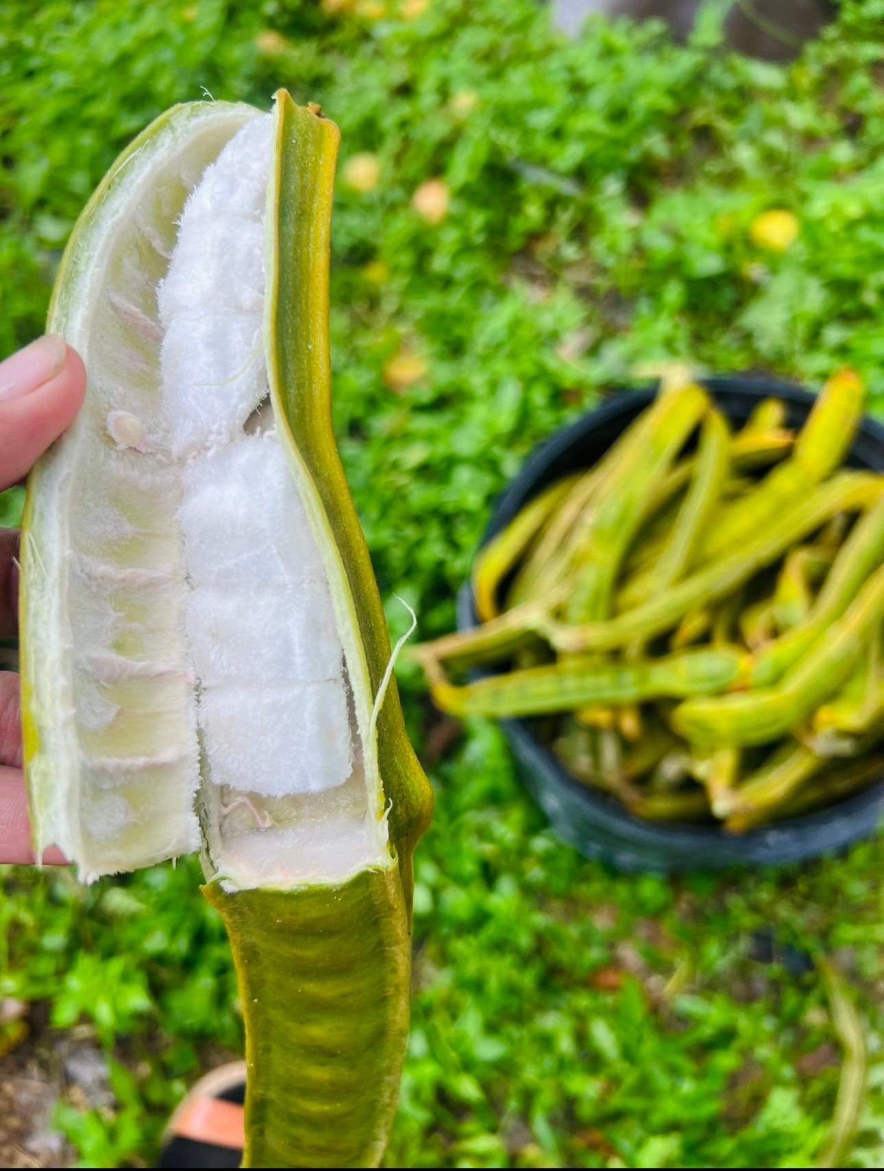 Ice Cream Beans