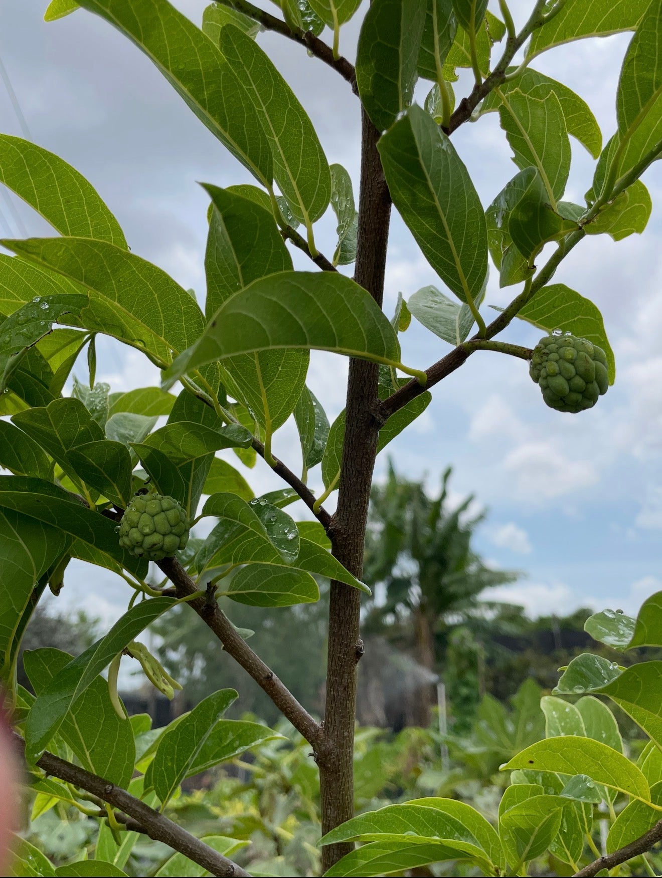 Sugar Apple Tree 15 Gallon