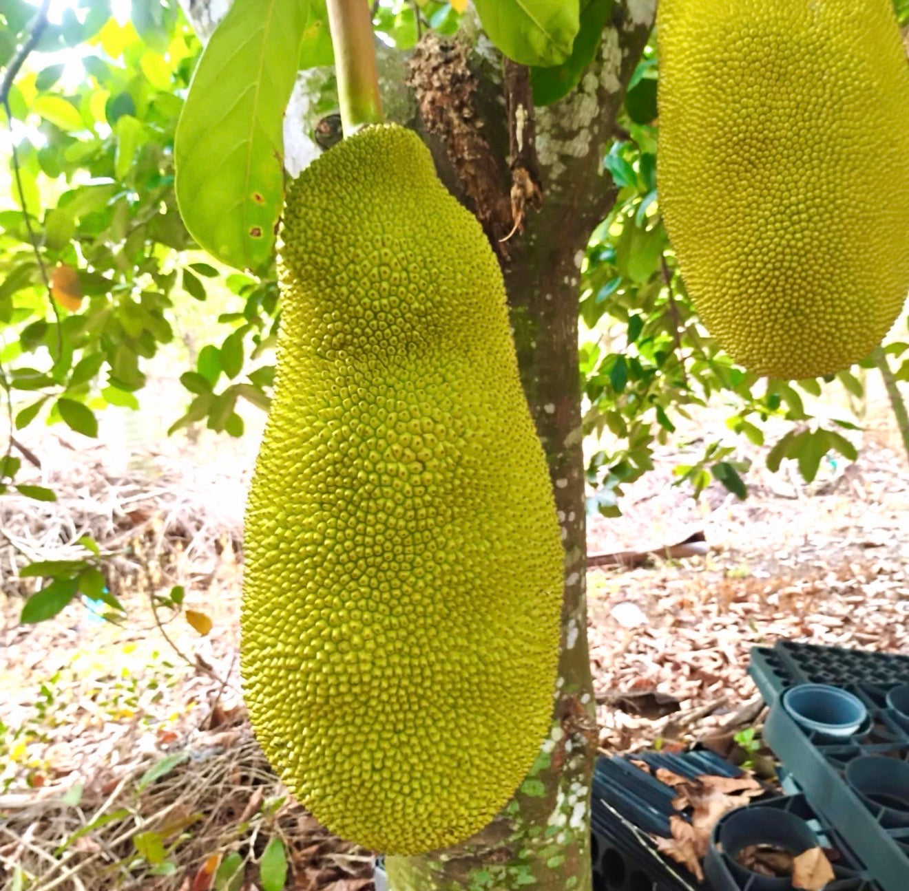 Jackfruit