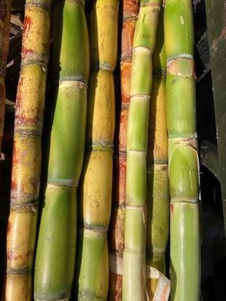 Sugar Canes