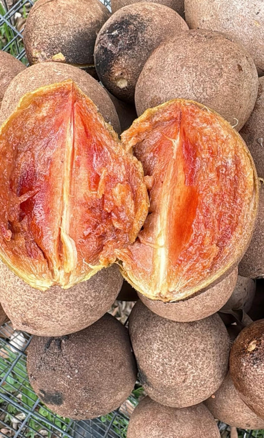 Sapodilla