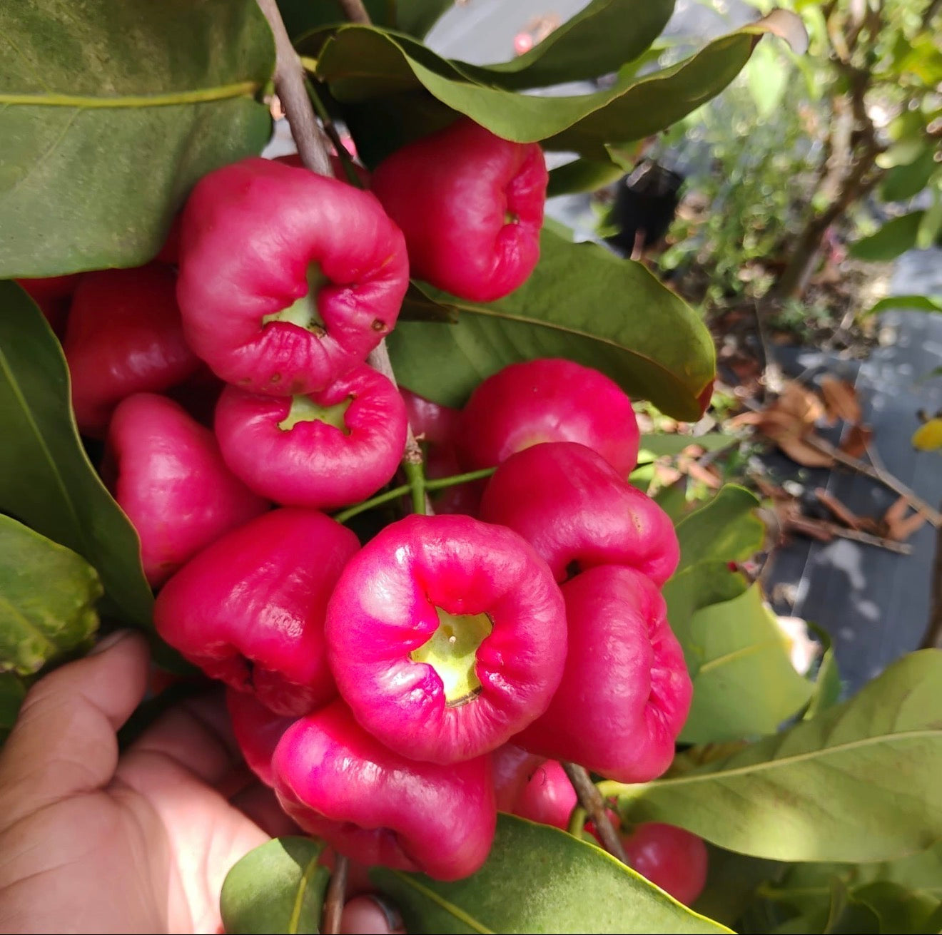 Jambu Wax Apples