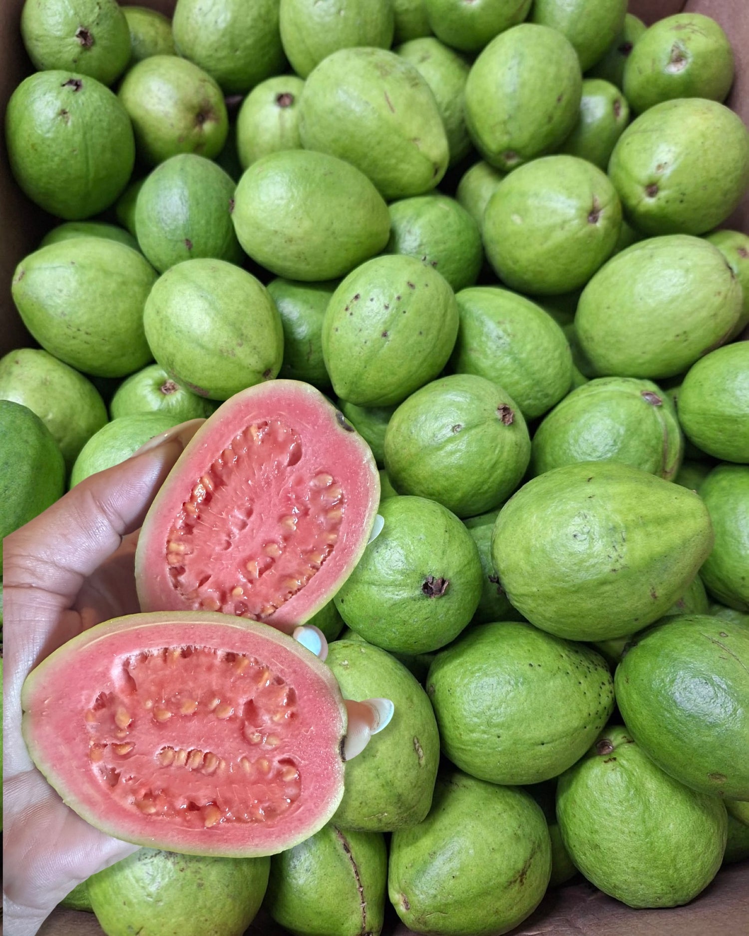 Pink Guava