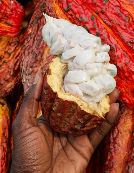 Cacao
