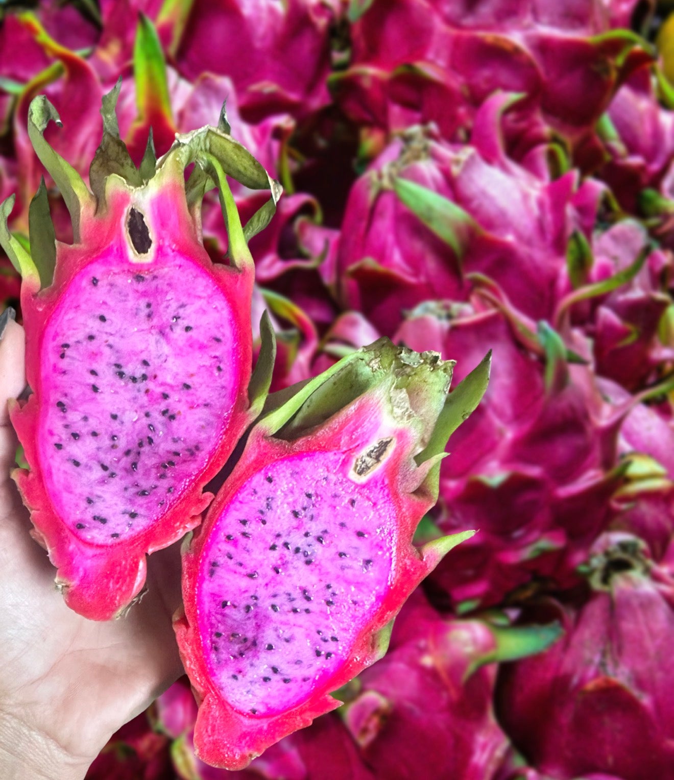 Pink Dragon Fruit