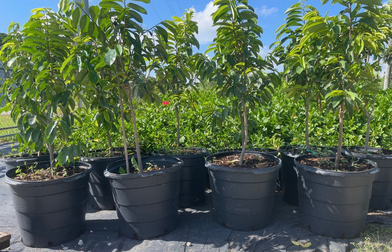 Soursop Trees 15 gallon