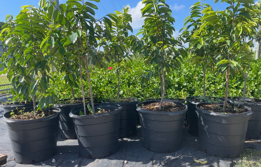 Soursop Trees 15 gallon