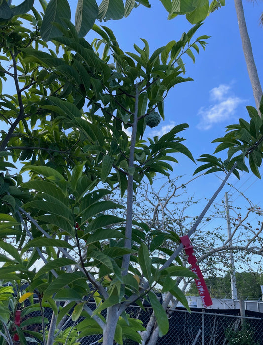 Sugar Apple Tree 15 Gallon