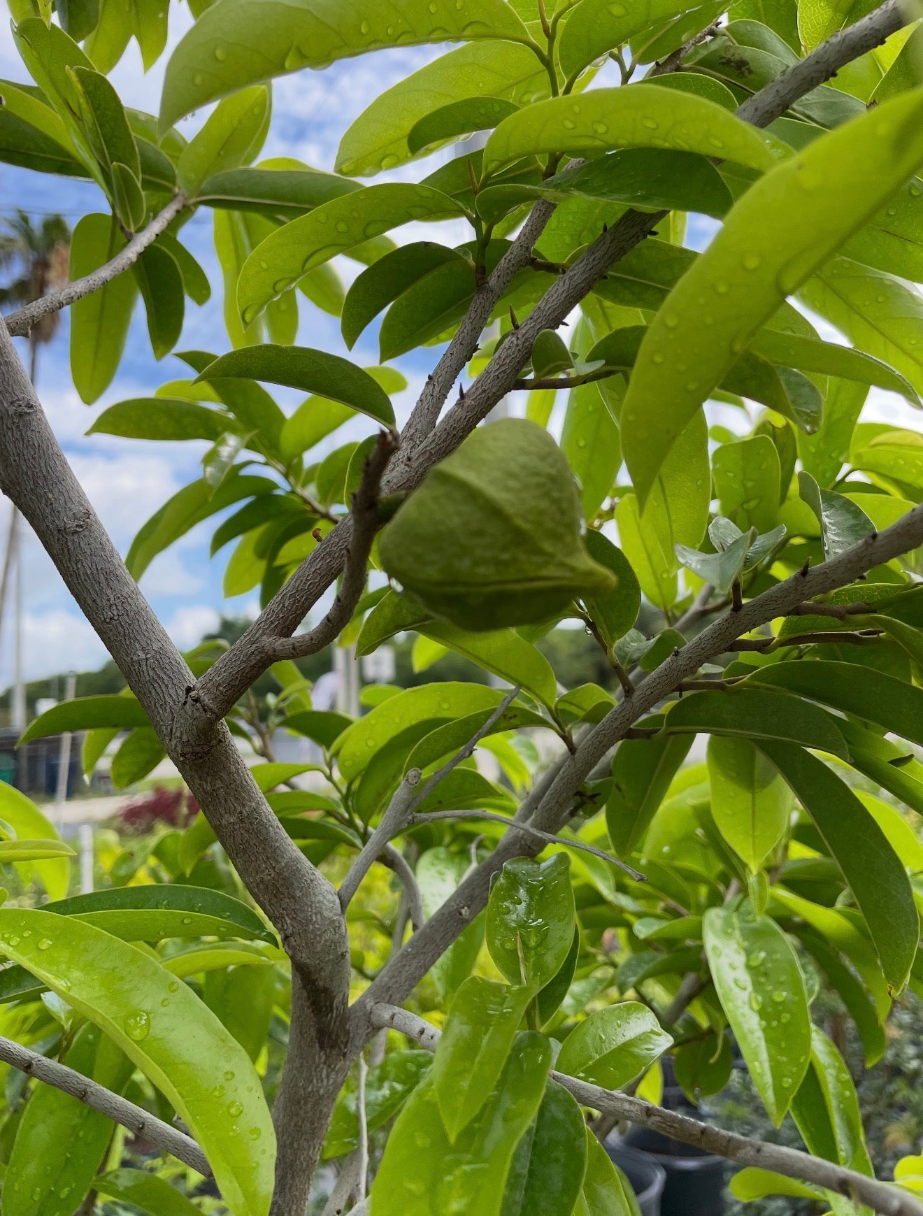 Soursop Trees 15 gallon