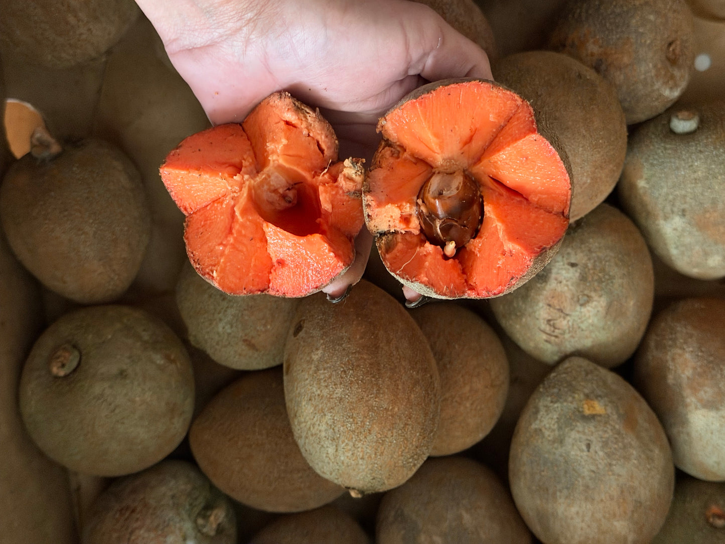 Mamey Sapote