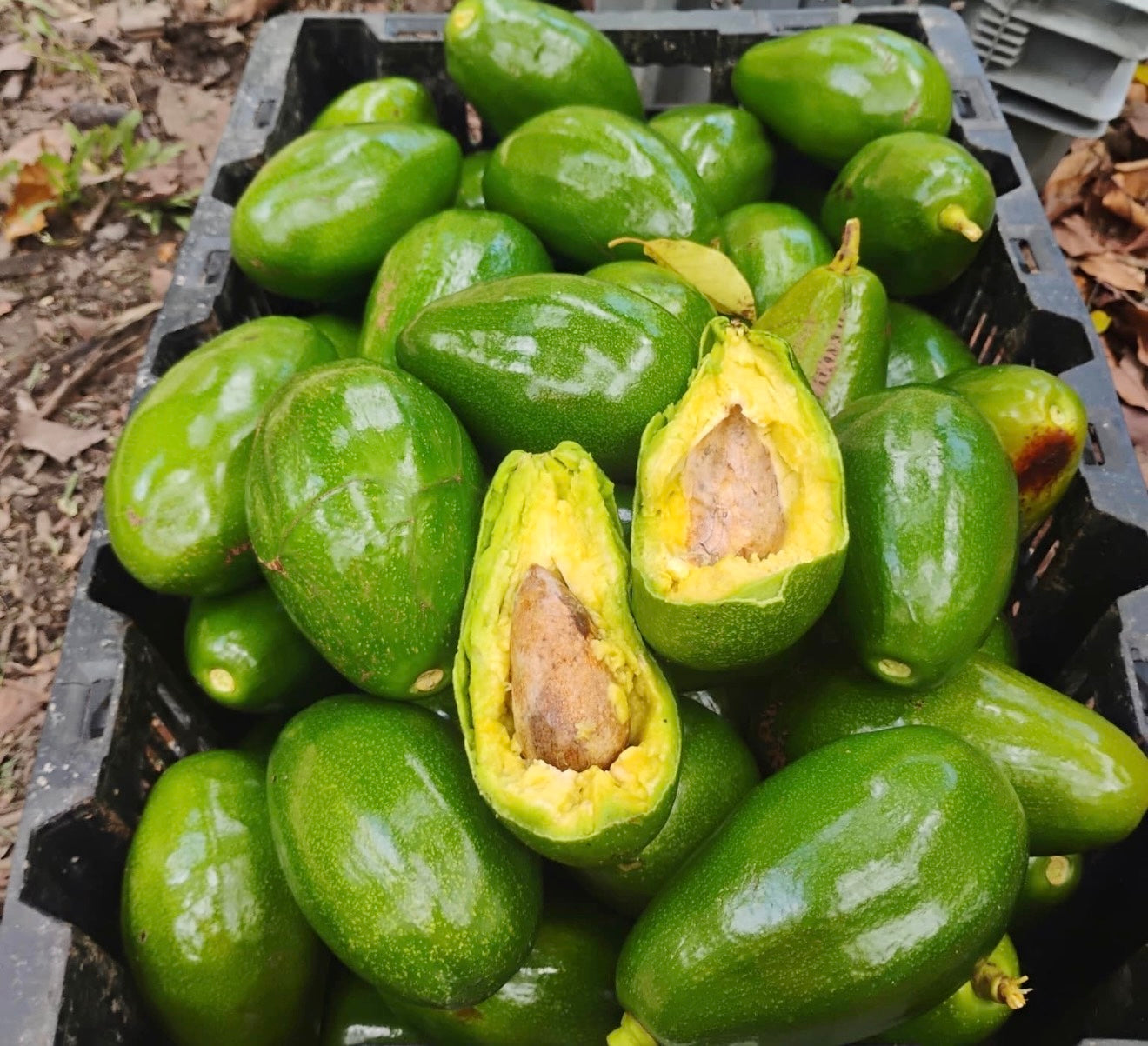 Tropical Avocados