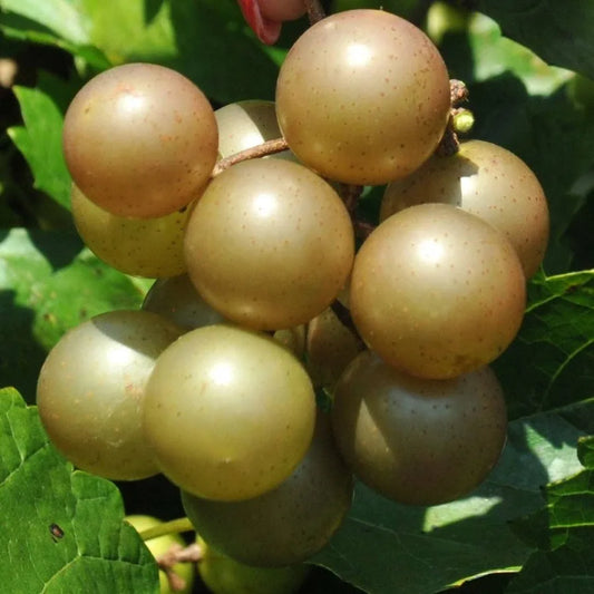 Muscadine Grapes